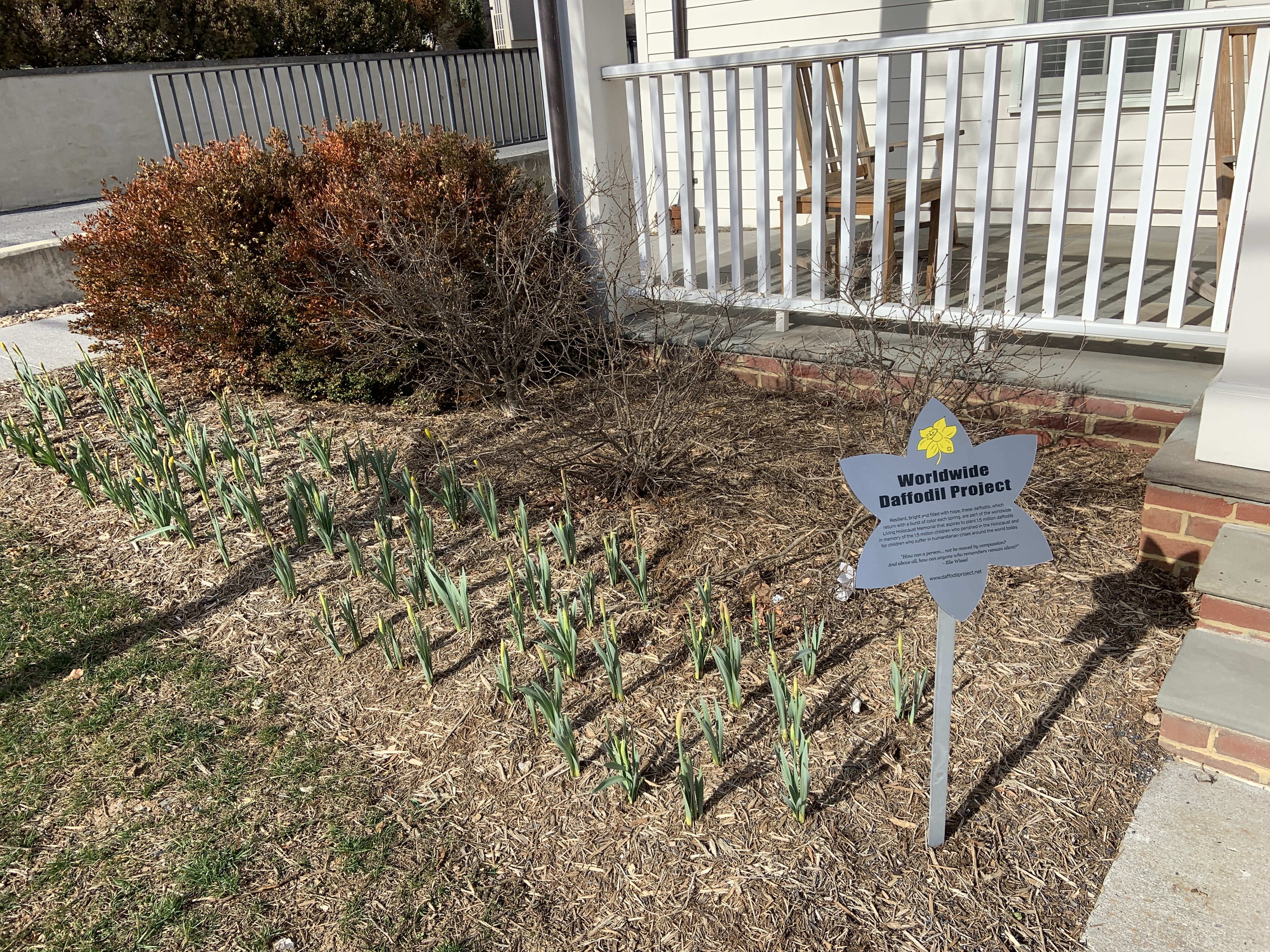 Hillel Daffodil Garden: Planted to honor the children lost during the Holocaust.